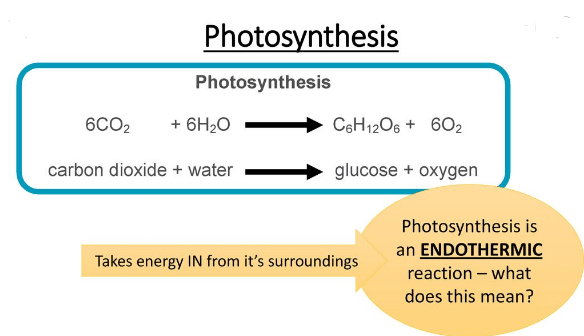 Is photosynthesis endothermic or exothermic