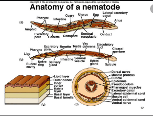 diagram aschelminthes)