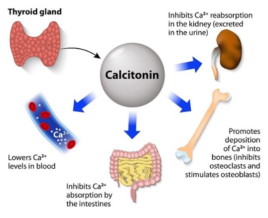 Need of calcium (Ca) in body