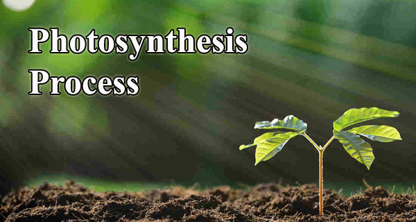 Photosynthesis Process