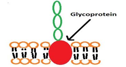glycoprotins