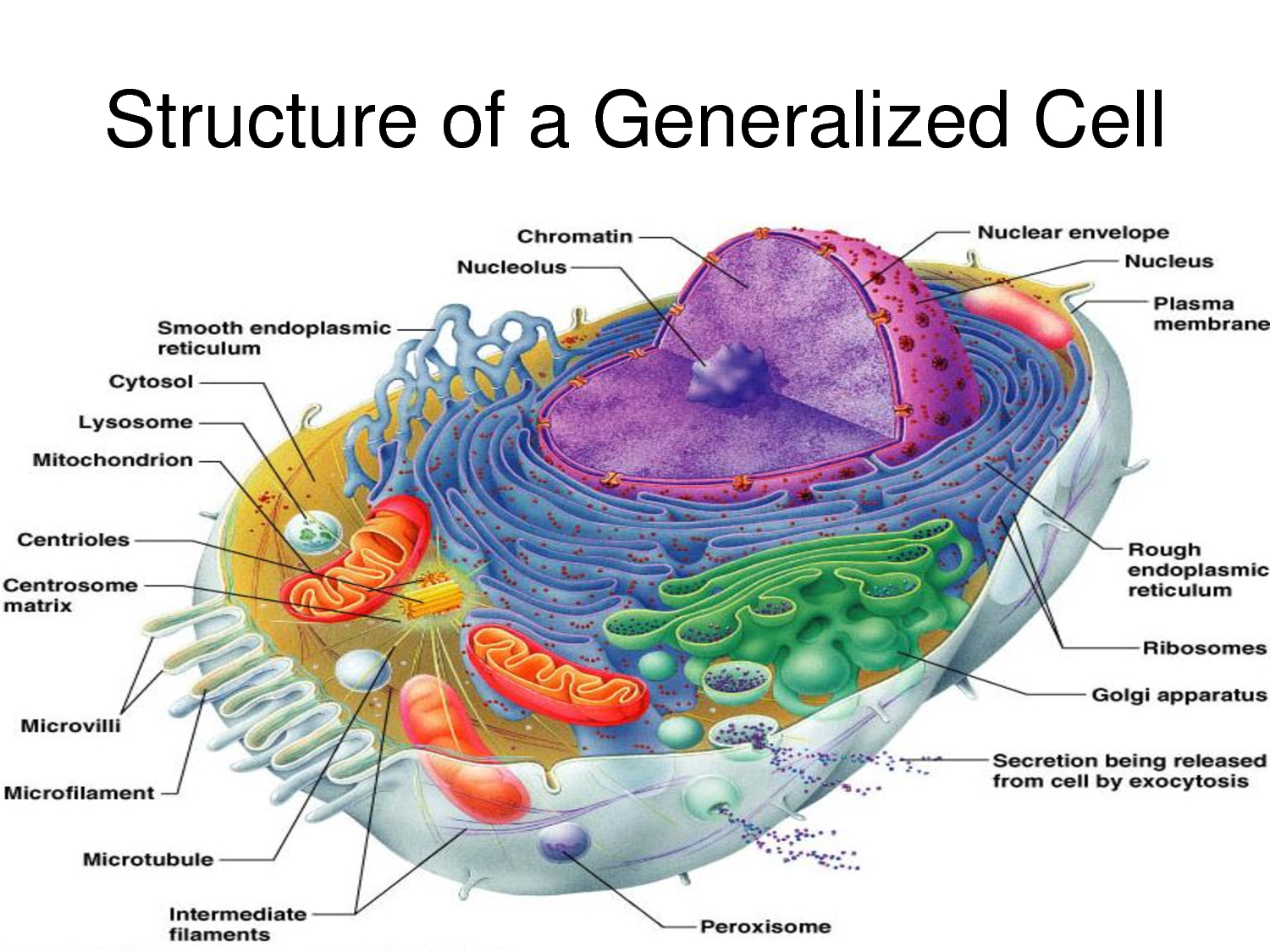 structure of cell