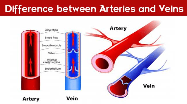 Difference Between Arteries and Veins