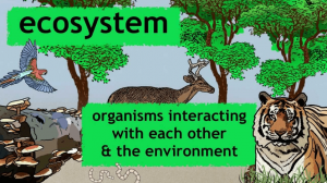 what is ecosystem