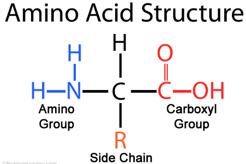 amino acid formula