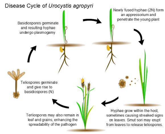 Disease cycle wheat by club - fungi