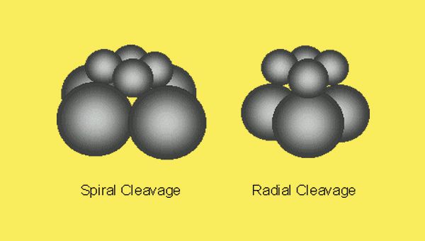Difference between Spiral Cleavage and Radial Cleavage