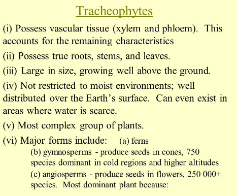 tracheophytes characteristics