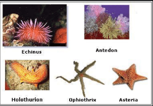 diagram Phylum Echinodermata examples