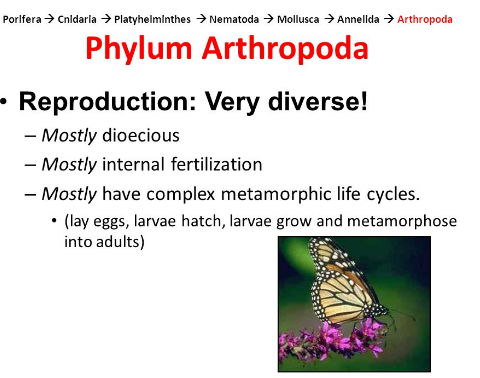 reproduction in Phylum Arthropoda