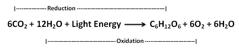reaction 6 (photosynthesis)
